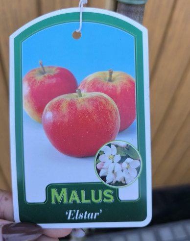 Tvarovaná jabloň ´Elstar´ - Spalliera