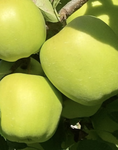Tvarovaná jabloň ´Golden Delicious Reinders´ - Špalliera