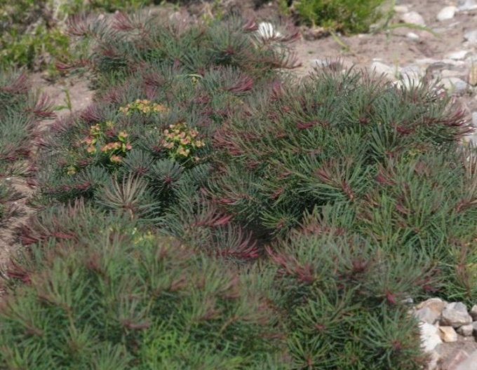 Pryšec chvojka Fens Ruby