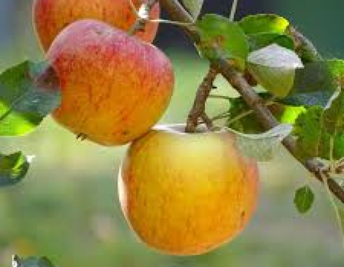 Tvarovaná jabloň Coxs Orange Pippin - Špalliera