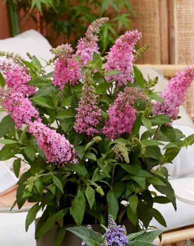 Budleja davidii Little Pink trpasličí