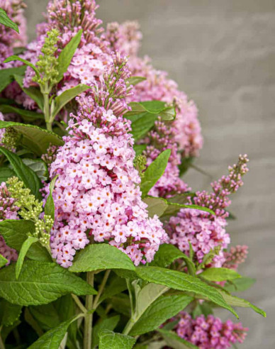 Budleja davidii Little Pink trpasličí