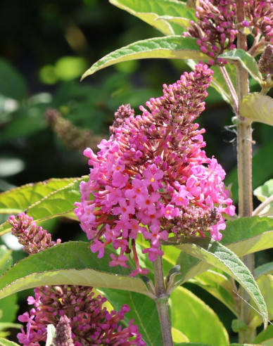 Budleja davidii Little Pink trpasličí