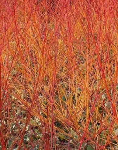 Svída krvavá Anny Winter Orange