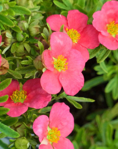 Mochna křovitá Bella Rosa