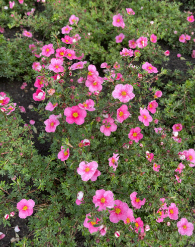 Mochna křovitá Bella Rosa