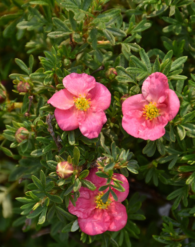 Mochna křovitá Bella Rosa