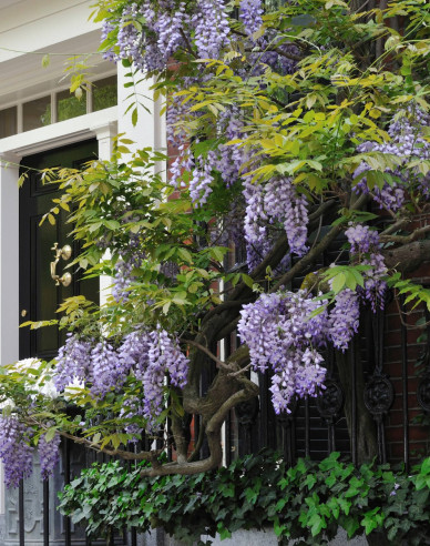 Vistárie keřovitá ´Amethyst Falls´