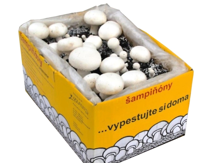 Sadba žampiónu 6,5 l