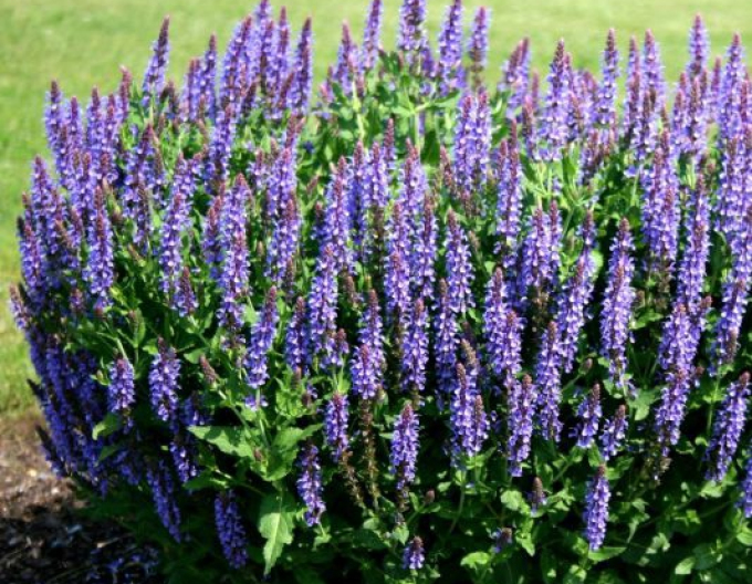 Šalvěj Blauhügel