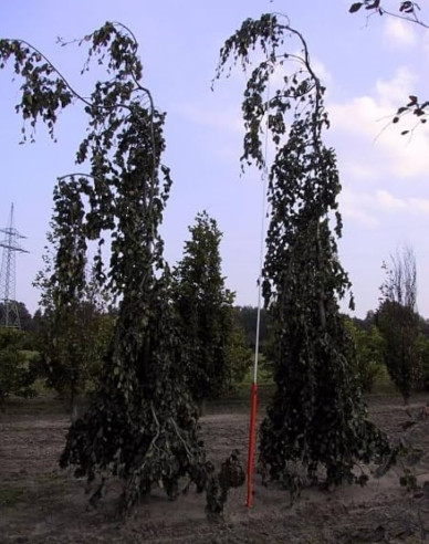 Buk lesní Purpurea Pendula
