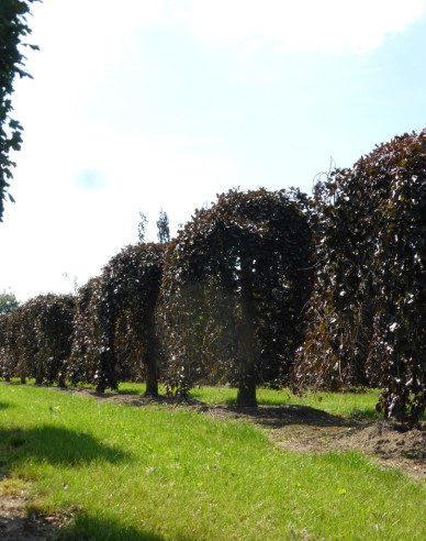 Buk lesní Purpurea Pendula