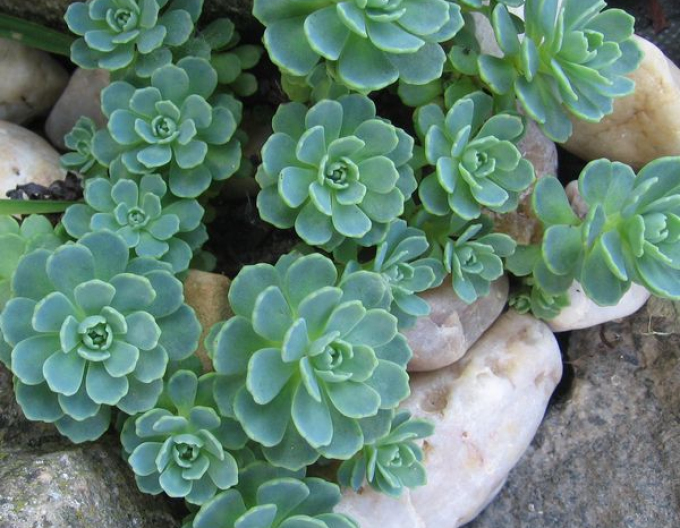Rhodiola pachyclados