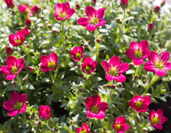 Lomikámen arendsův Ice Colours ’Red’