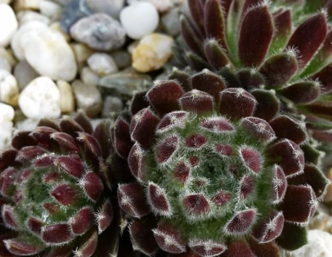 Skalník (Sempervivum Ordensstern)