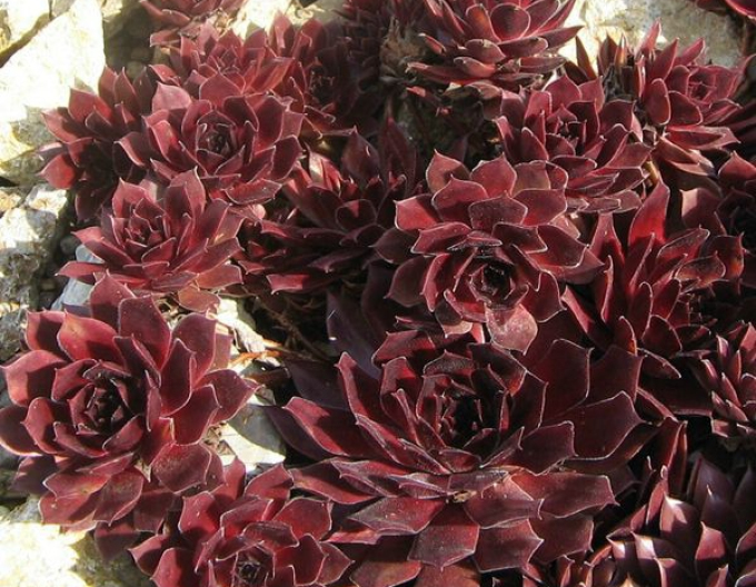 Skalník (Sempervivum Lipari)