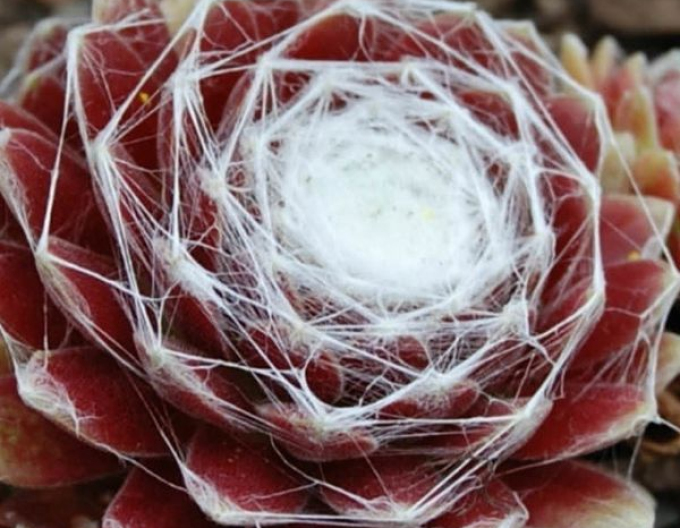 Skalník (Sempervivum arachnoideum)