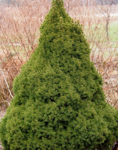 Smrk bílý ´Conica´ 100 - 110cm