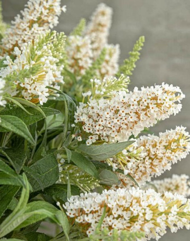 Budleja davidii Little White trpasličí