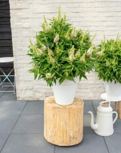 Budleja davidii Little White trpasličí