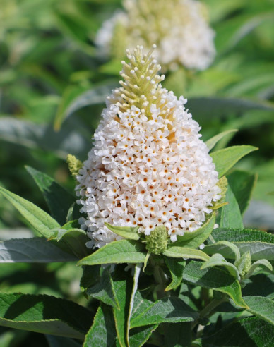 Budleja davidii Little White trpasličí
