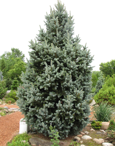 Smrk  pichlavý  ´Kosteriana Fastigiata Glauca´