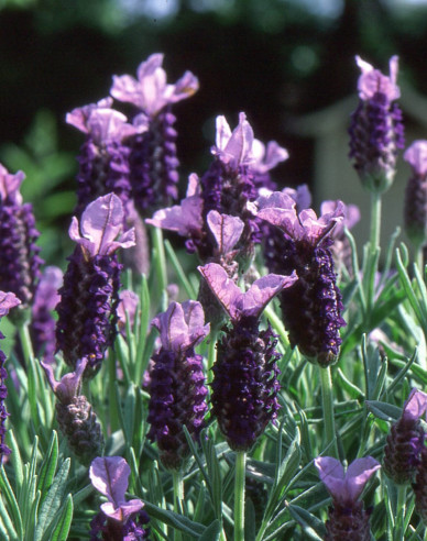 Francouzská levandule