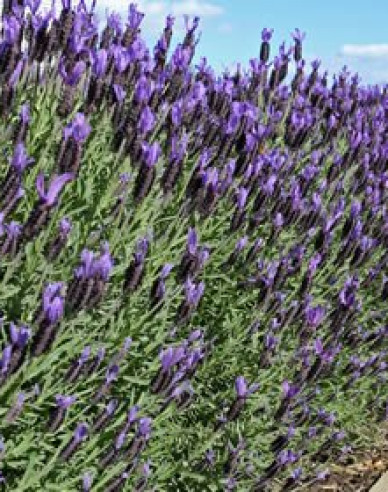 Francouzská levandule