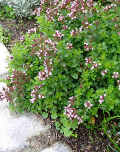 Oregano obyčejné