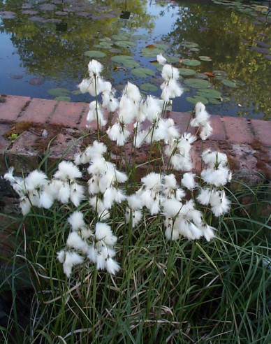 Suchopýr úzkolistý