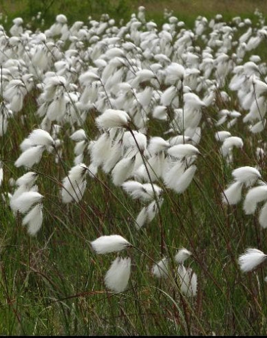 Suchopýr úzkolistý