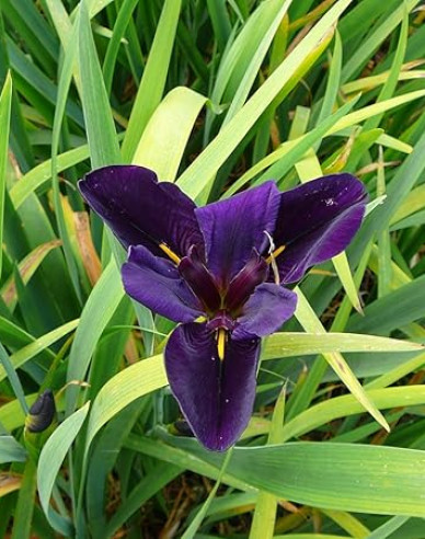 Kosatec Black Gamecock