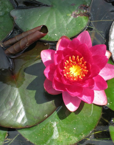 Lekno ´James Brydon´