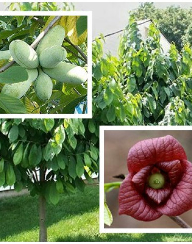 Asimina tricolor - Banán severu