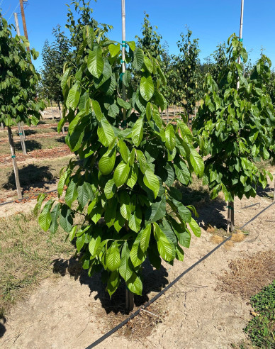 Asimina tricolor - Banán severu