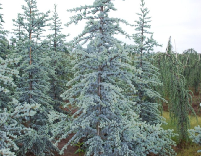 Cedr atlantský ´Glauca´