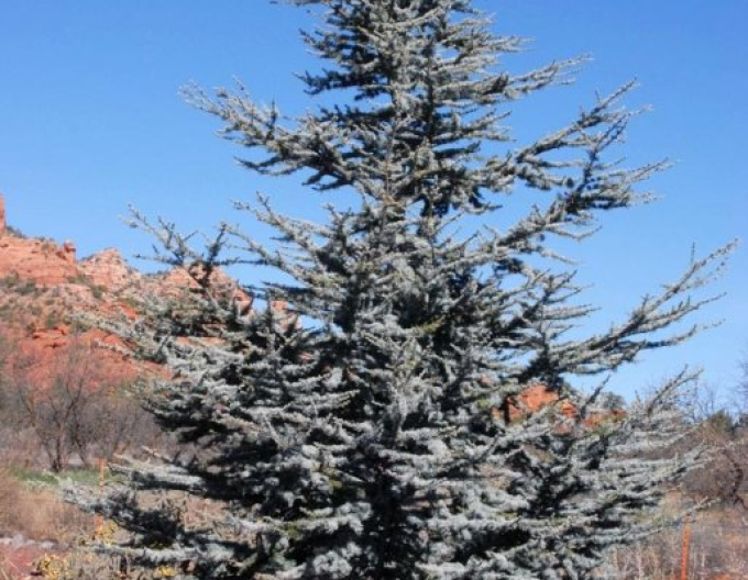 Cedr atlantský ´Glauca´