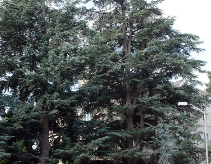 Cedr atlantský ´Glauca´