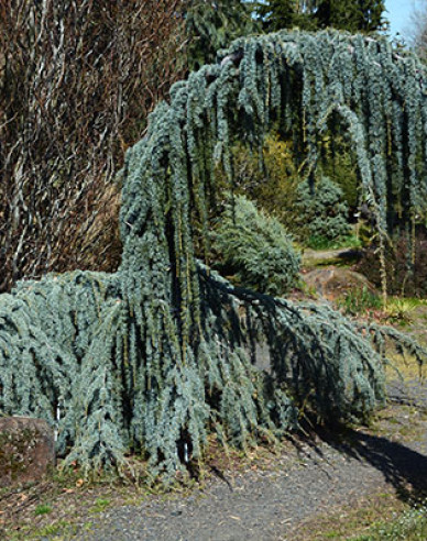 Cedr atlantský ´Glauca Pendula´