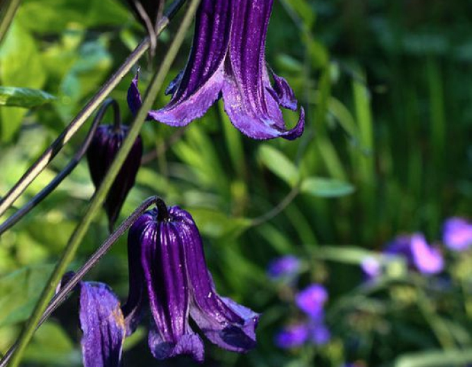 Clematis ´Rooguchi´