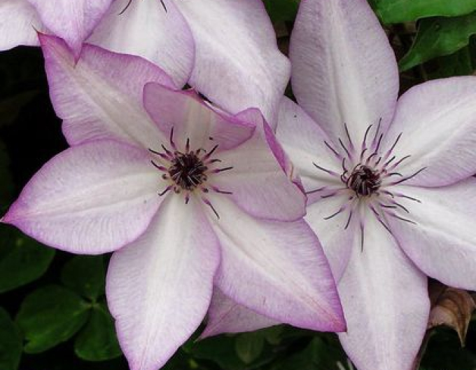 Clematis Utopia