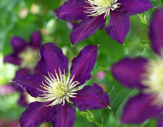 Clematis Tulák