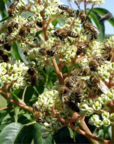 Evodie - včelí strom