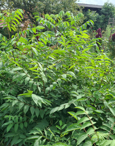 Evodie - včelí strom