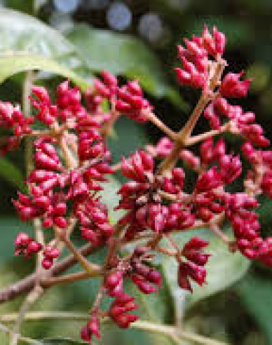 Evodie - včelí strom