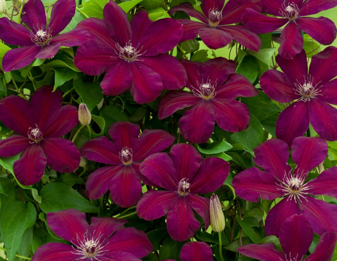 Clematis of Westerplatte