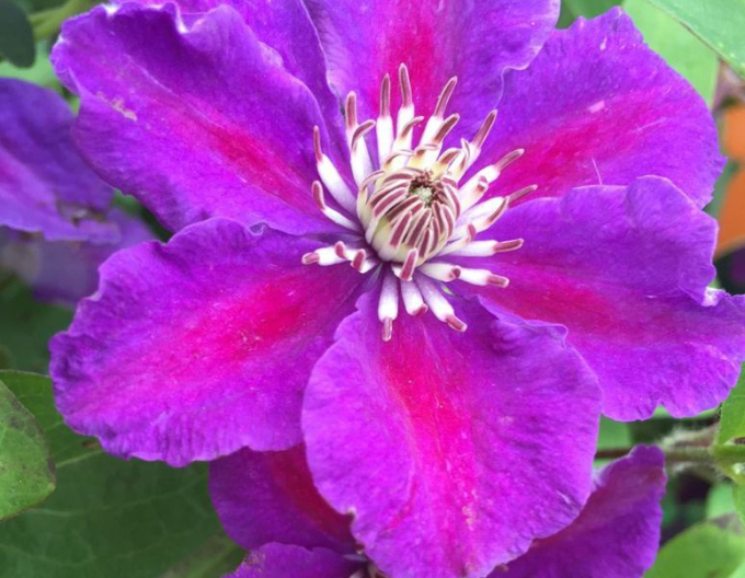 Clematis Ashva