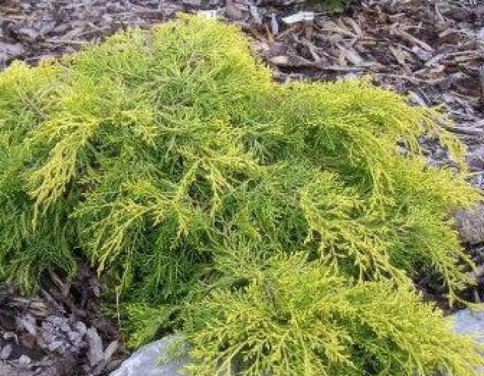 Juniperus media King of Spring( Juniperus media King of Spring)