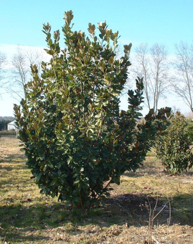 Magnolia magnolia Francois Treyve