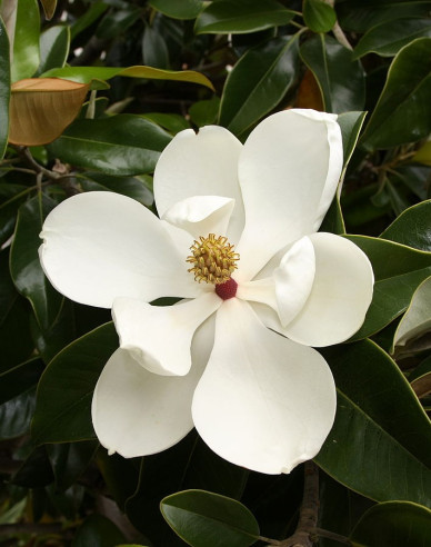 Magnolia magnolia Francois Treyve